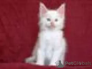 Photo №2 to announcement № 129237 for the sale of maine coon - buy in Switzerland breeder