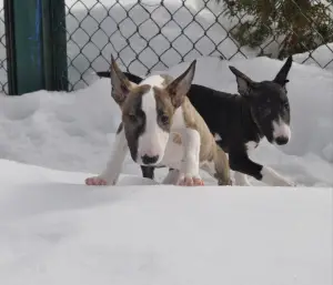 Photo №4. I will sell bull terrier in the city of Grodno. breeder - price - 900$