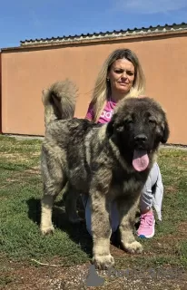 Additional photos: Caucasian Shepherd Dog puppies of the highest quality