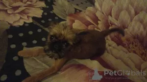 Photo №2 to announcement № 56187 for the sale of brussels griffon - buy in United States from nursery