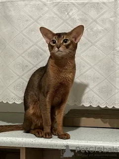 Additional photos: Abyssinian kittens