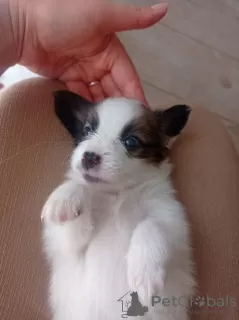 Additional photos: Papillon Fransızlar tarafından geliştirilmiş Fransa kökenli