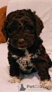 Additional photos: Lagotto Romagnolo puppies