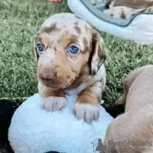 Photo №3. Adorable Dachschund. Russian Federation