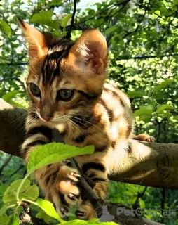 Photo №1. bengal cat - for sale in the city of Знаменка | 1094$ | Announcement № 10503