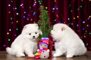 Photo №3. Spitz puppies. Russian Federation