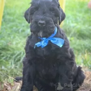 Photo №4. I will sell black russian terrier in the city of Vilnius. private announcement - price - negotiated