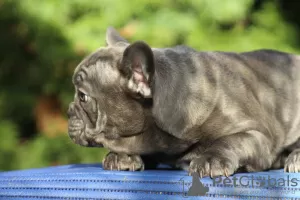 Additional photos: Exotic french bulldog puppies