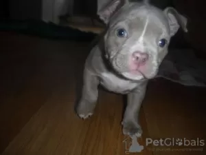 Photo №1. american bully - for sale in the city of Colmar | negotiated | Announcement № 122099