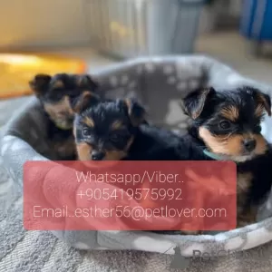 Photo №1. yorkshire terrier - for sale in the city of Dielsdorf | 423$ | Announcement № 47610