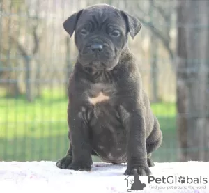 Photo №4. I will sell cane corso in the city of Vršac.  - price - Is free