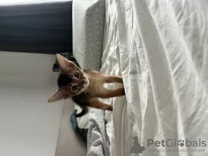 Photo №2 to announcement № 25001 for the sale of abyssinian cat - buy in Poland from nursery