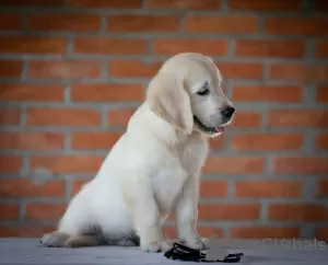 Photo №3. golden retriever puppies. Serbia