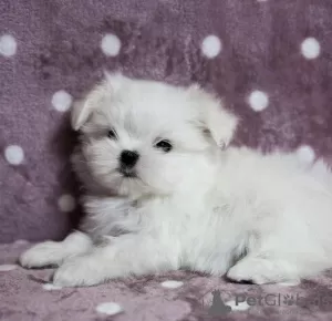 Photo №1. maltese dog - for sale in the city of Sofia | negotiated | Announcement № 40430