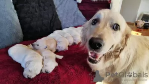 Additional photos: GOLDEN RETRIEVER PUPPIES