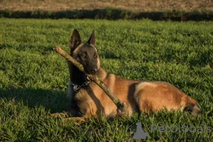 Additional photos: Belgian Shepherd Malinois puppies