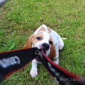 Additional photos: English pointer puppies.