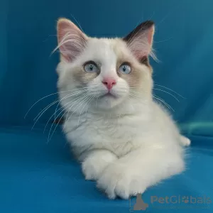 Additional photos: Ragdoll kittens