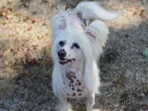 Photo №3. Chinese crested dog. Germany