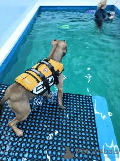 Additional photos: Swimming pool for dogs