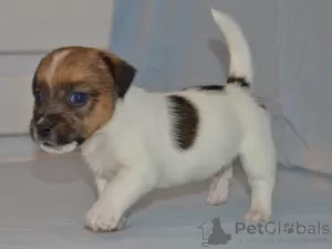 Photo №4. I will sell jack russell terrier in the city of Москва. private announcement - price - negotiated