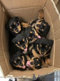 Photo №1. rottweiler - for sale in the city of Антверпен | Is free | Announcement № 108797