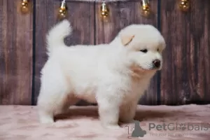 Photo №4. I will sell eurasier in the city of Chelyabinsk. from nursery - price - 1953$