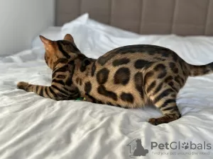 Additional photos: Gorgeous Bengal boy