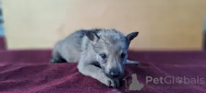 Additional photos: Czechoslovakian Wolfdog puppies