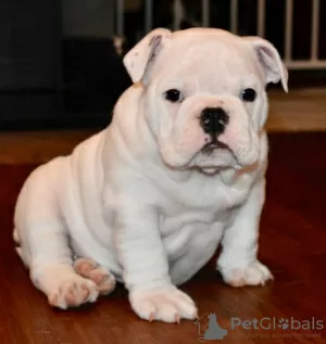 Additional photos: English Bulldog puppies