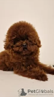 Additional photos: Red toy poodle, female