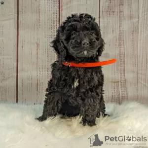 Additional photos: Stunning Goldendoodle Puppies