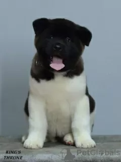 Additional photos: american akita puppies