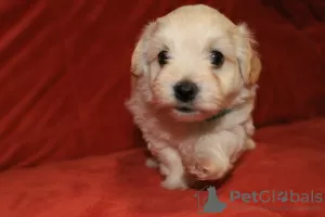 Additional photos: Havanese puppies