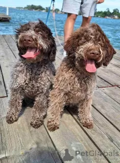 Photo №1. lagotto romagnolo - for sale in the city of Belgrade | negotiated | Announcement № 102987