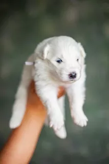 Additional photos: Puppies of a Samoyed dog (Samoyed) from the Kennel 