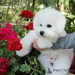 Additional photos: Bichon Frize puppies