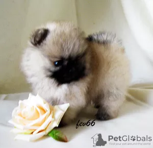 Photo №4. I will sell pomeranian in the city of Москва. breeder - price - 576$