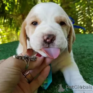 Photo №3. Two beautiful beagle puppies for sale. Germany