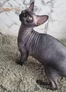 Photo №4. I will sell sphynx cat in the city of Kettering. breeder - price - negotiated