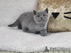 Photo №1. british shorthair - for sale in the city of Антверпен | negotiated | Announcement № 62167