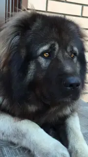 Photo №3. Caucasian Shepherd puppy, Lipetsk. Russian Federation