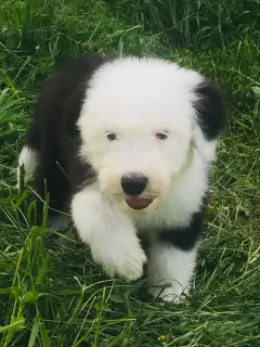 Photo №3. Bobtail puppies. Russian Federation