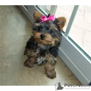 Photo №1. yorkshire terrier - for sale in the city of Бордо | negotiated | Announcement № 10208