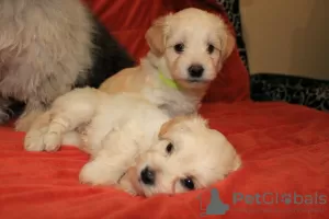 Additional photos: Havanese puppies