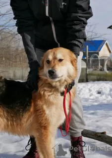 Photo №3. Playful dog with palm tail. Russian Federation