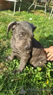 Additional photos: CANE CORSO beautiful puppies