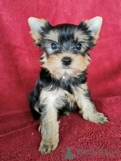 Photo №2 to announcement № 68941 for the sale of yorkshire terrier - buy in Serbia private announcement