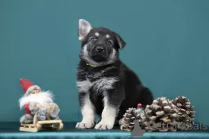 Photo №3. East-European shepherd male looking for new home. Latvia