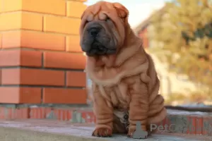 Additional photos: Shar Pei puppies